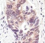 NEDD8 Antibody in Immunohistochemistry (Paraffin) (IHC (P))