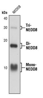 NEDD8 Antibody in Western Blot (WB)