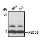 NEDD8 Antibody in Western Blot (WB)