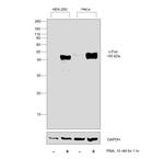 c-Fos Antibody in Western Blot (WB)