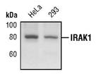 IRAK1 Antibody in Western Blot (WB)