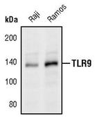 TLR9 Antibody in Western Blot (WB)