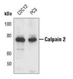 Calpain 2 Antibody in Western Blot (WB)