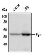 Fyn Antibody in Western Blot (WB)