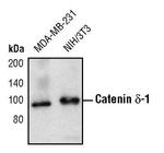 delta Catenin Antibody in Western Blot (WB)