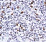 PU.1 Antibody in Immunohistochemistry (Paraffin) (IHC (P))