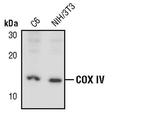 COX4 Antibody in Western Blot (WB)