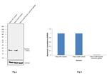 Survivin Antibody in Western Blot (WB)