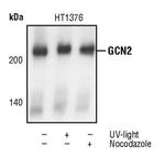 GCN2 Antibody in Western Blot (WB)