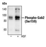 Phospho-GAB2 (Ser159) Antibody in Western Blot (WB)