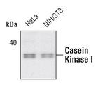 CK1 alpha Antibody in Western Blot (WB)