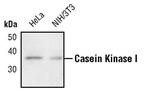 CK1 alpha Antibody in Western Blot (WB)