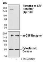 CSF1R Antibody in Western Blot (WB)