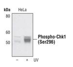 Phospho-CHK1 (Ser296) Antibody in Western Blot (WB)