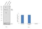 EZH2 Antibody in Western Blot (WB)