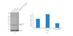 p38 MAPK alpha Antibody