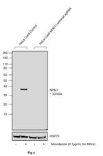 Phospho-NPM1 (Thr199) Antibody in Western Blot (WB)