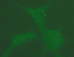 Phospho-NPM1 (Thr199) Antibody in Immunocytochemistry (ICC/IF)