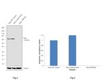 PKR Antibody in Western Blot (WB)