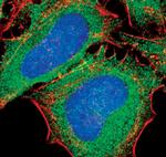 EEF2 Antibody in Immunocytochemistry (ICC/IF)