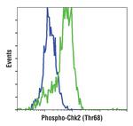 Phospho-CHK2 (Thr68) Antibody in Flow Cytometry (Flow)