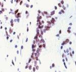 Phospho-MSK1 (Thr581) Antibody in Immunohistochemistry (Paraffin) (IHC (P))