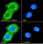 ZCCHC11 Antibody in Immunocytochemistry (ICC/IF)