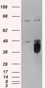 TFPI Antibody in Western Blot (WB)