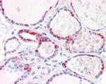 PP2A alpha/beta Antibody in Immunohistochemistry (Paraffin) (IHC (P))