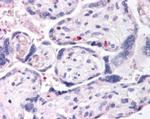 DUSP16 Antibody in Immunohistochemistry (Paraffin) (IHC (P))