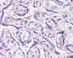 DUSP16 Antibody in Immunohistochemistry (Paraffin) (IHC (P))