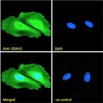 DDAH1 Antibody in Immunocytochemistry (ICC/IF)