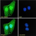 DDAH1 Antibody in Immunocytochemistry (ICC/IF)