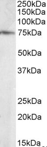 ELMO3 Antibody in Western Blot (WB)