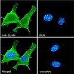 NUMB Antibody in Immunocytochemistry (ICC/IF)