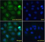 RACGAP1 Antibody in Immunocytochemistry (ICC/IF)