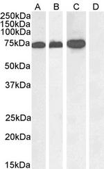 RACGAP1 Antibody in Western Blot (WB)