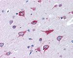 Alsin Antibody in Immunohistochemistry (Paraffin) (IHC (P))