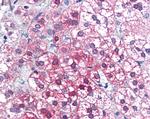 AXIN1 Antibody in Immunohistochemistry (Paraffin) (IHC (P))