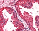 CREB3L4 Antibody in Immunohistochemistry (Paraffin) (IHC (P))