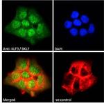 KLF3 Antibody in Immunocytochemistry (ICC/IF)