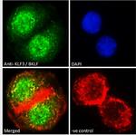 KLF3 Antibody in Immunocytochemistry (ICC/IF)