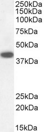 DAP3 Antibody in Western Blot (WB)