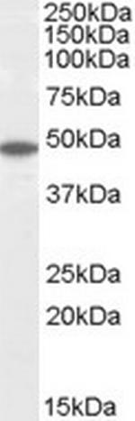 Flotillin 2 Antibody in Western Blot (WB)