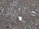 Flotillin 1 Antibody in Immunohistochemistry (Paraffin) (IHC (P))