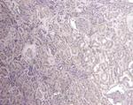 Flotillin 1 Antibody in Immunohistochemistry (Paraffin) (IHC (P))