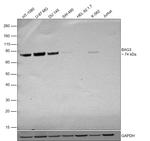 BAG3 Antibody in Western Blot (WB)