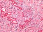 Kinesin 5B Antibody in Immunohistochemistry (Paraffin) (IHC (P))