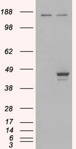 ELF3 Antibody in Western Blot (WB)