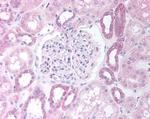 PAX8 Antibody in Immunohistochemistry (Paraffin) (IHC (P))